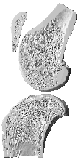 File:Feline knee.gif