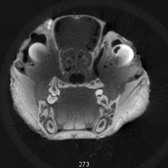 Mouse Head (60µm, XY plane)