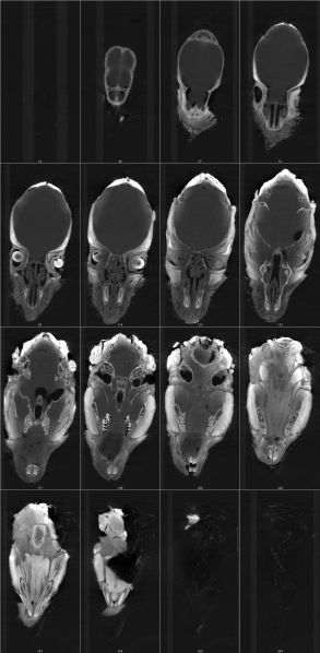 File:Contrast mouse head XZ.jpg