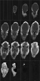 Thumbnail for version as of 00:20, 27 January 2021