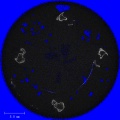 Thumbnail for version as of 01:26, 10 December 2020