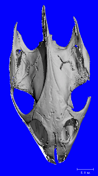 File:TURTLE SKULL 360.gif