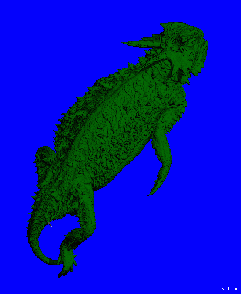 File:LIZARD SKELETON 360.gif