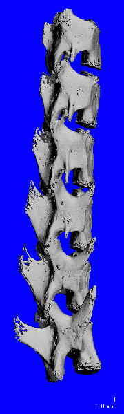 File:MOUSE SPINE SEG 360.gif