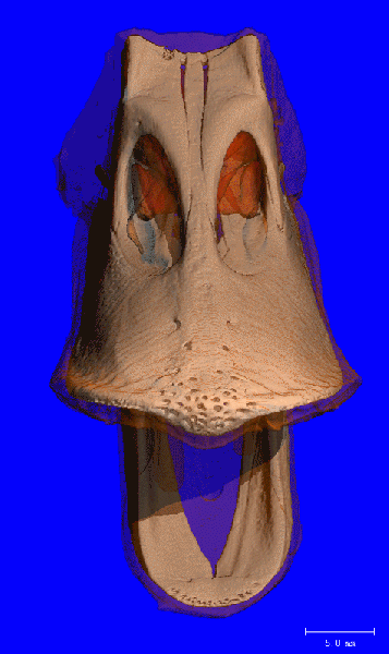 File:DUCK BEAK 360.gif
