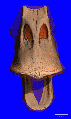 Thumbnail for version as of 21:58, 26 January 2021