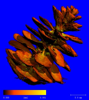Pinecone showing Thickness Distribution (69µm)