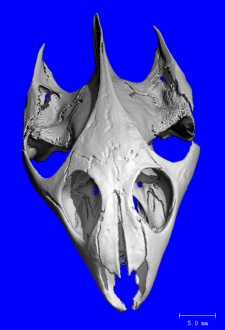 Turtle Skull (60µm)