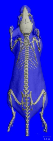 Mosue (38µm)