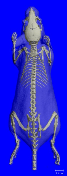 File:MOUSE SKELETON PIC01.jpg