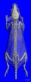 Thumbnail for version as of 21:32, 26 January 2021