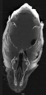 Mouse Head (60µm, XZ plane)