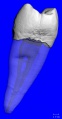 Thumbnail for version as of 21:58, 26 January 2021