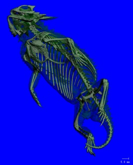 Lizard (88µm)
