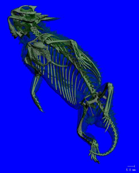 File:LIZARD WHOLE VIEW P1 0044.jpg