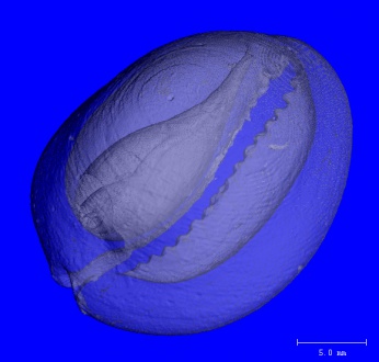 Seashell (50µm)