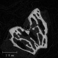 Thumbnail for version as of 21:31, 19 January 2021