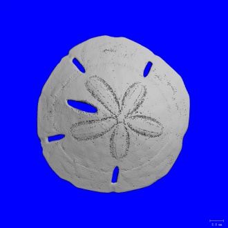 Sand Dollar (37µm)