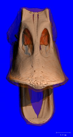 Duck Beak (60µm) Courtesy of Dr. A. Iwaniuk