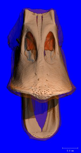 File:DUCK BEAK PIC01.jpg